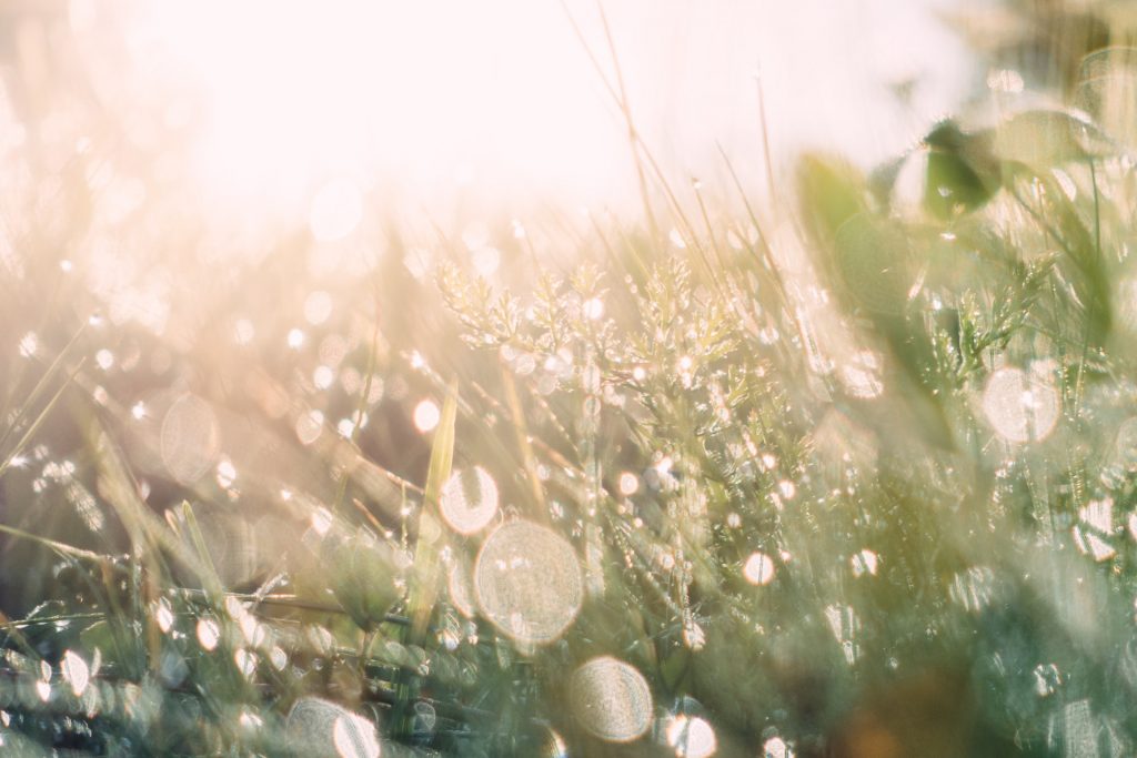 dew drops on grass with the bright sun rising behind them