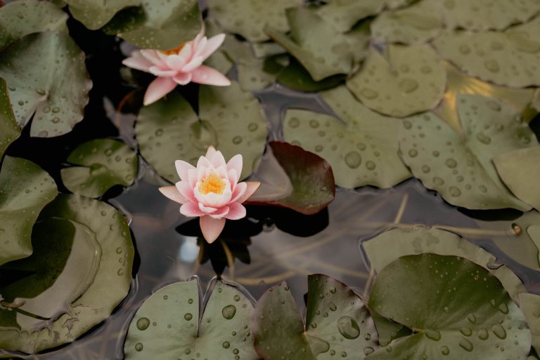 two pink water lilies surrounded by lily pads covered in raindrops
