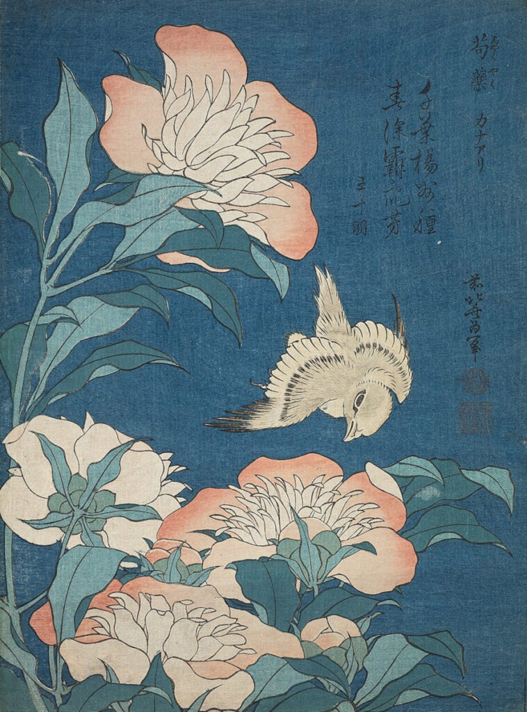 A canary tilts its head to look at a large orange peony with blue-green leaves against a dark blue background.